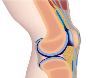 Healthy-Knee-Diagram