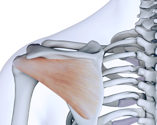 rotator_cuff_2