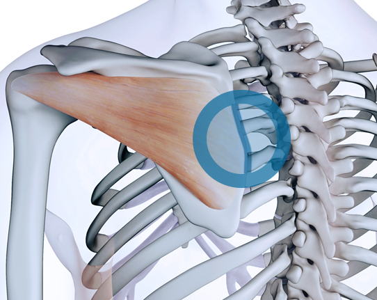 scapulothoracic